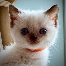 Image pour l'annonce chaton british shortair