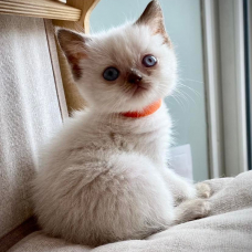 Image pour l'annonce chaton british shortair