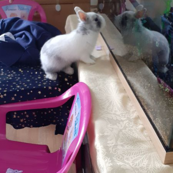 Image pour l'annonce Lapin avec ces accessoires