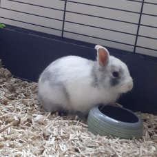 Image pour l'annonce Lapin avec ces accessoires