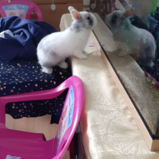 Image pour l'annonce Lapin avec ces accessoires