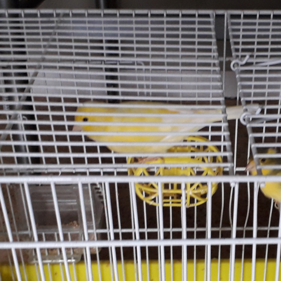 Image pour l'annonce donne 2 canaris