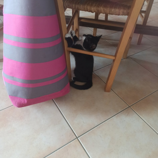 Image pour l'annonce Adorable chaton à adopter