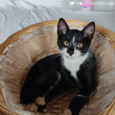 Image pour l'annonce Adorable chaton à adopter