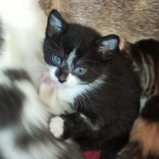 Image pour l'annonce Adorable chaton à adopter