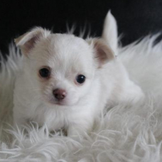 Image pour l'annonce A donner chiot chihuahua