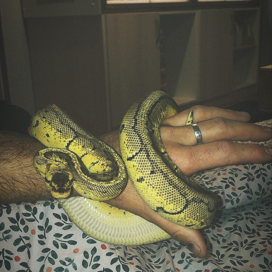 Image pour l'annonce Vente d’un superbe Python Lemon Blast