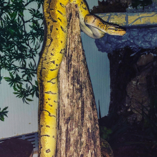 Image pour l'annonce Vente d’un superbe Python Lemon Blast