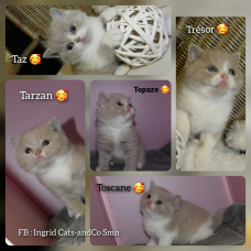 Image pour l'annonce Chatons British shorthair  LOOF