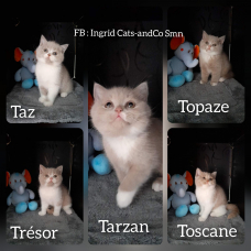 Image pour l'annonce Chatons British shorthair  LOOF