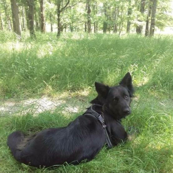 Image pour l'annonce Berger Allemand croiser Labrador