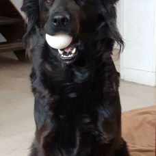 Image pour l'annonce Berger Allemand croiser Labrador