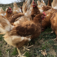 Image pour l'annonce Vente poules pondeuses bio