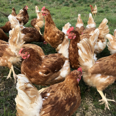 Image pour l'annonce Vente poules pondeuses bio