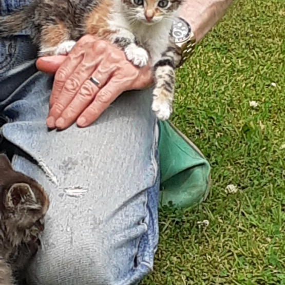 Image pour l'annonce A DONNER 5 CHATONS