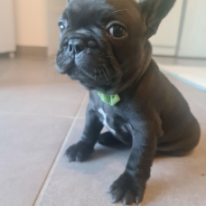 Image pour l'annonce type bouledogue français