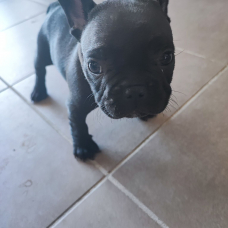 Image pour l'annonce type bouledogue français