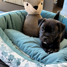 Image pour l'annonce Chiots staffie