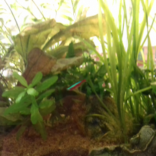 Image pour l'annonce Poissons d'eau douce à donner