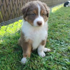 Image pour l'annonce Chiots Berger Australien à donner