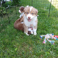 Image pour l'annonce Chiots Berger Australien à donner