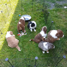 Image pour l'annonce Chiots Berger Australien à donner
