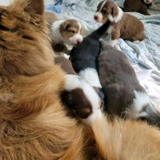 Image pour l'annonce Chiots Berger Australien à donner