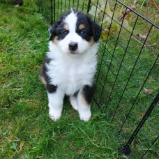 Image pour l'annonce Chiots Berger Australien à donner