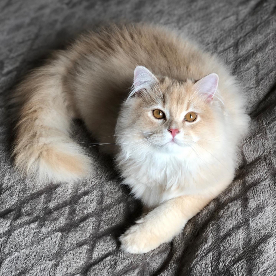 Image pour l'annonce Chaton British longhair male