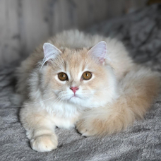 Image pour l'annonce Chaton British longhair male