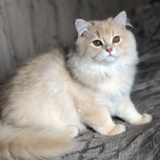 Image pour l'annonce Chaton British longhair male
