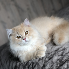 Image pour l'annonce Chaton British longhair male