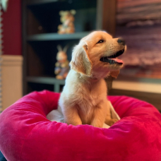 Image pour l'annonce Chiots Golden Retriever à vendre !!