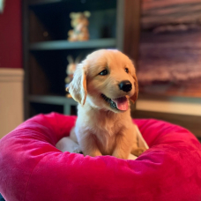 Image pour l'annonce Chiots Golden Retriever à vendre !!