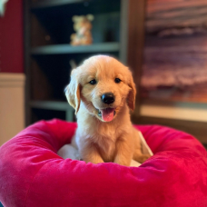 Image pour l'annonce Chiots Golden Retriever à vendre !!