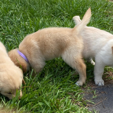 Image pour l'annonce Chiots Golden Retriever à vendre !!