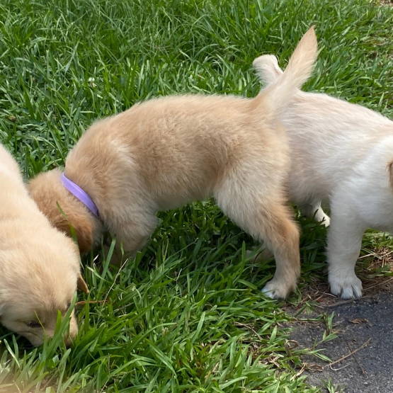 Image pour l'annonce Chiots Golden Retriever à vendre !!