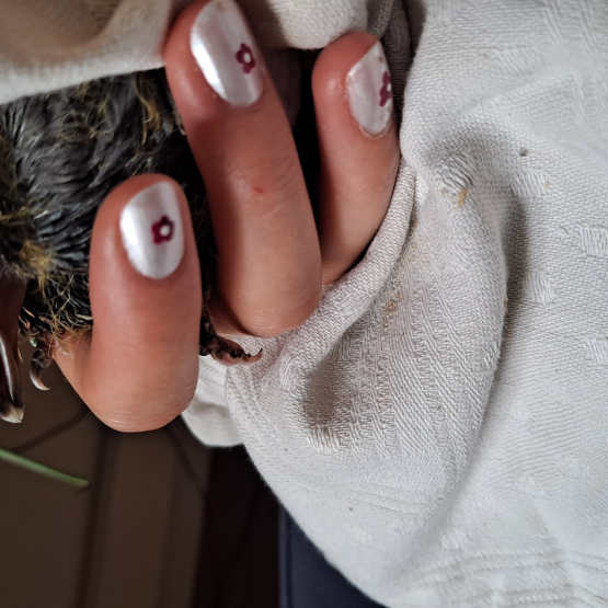 Image pour l'annonce Donne bébé pigeon élevé au biberon