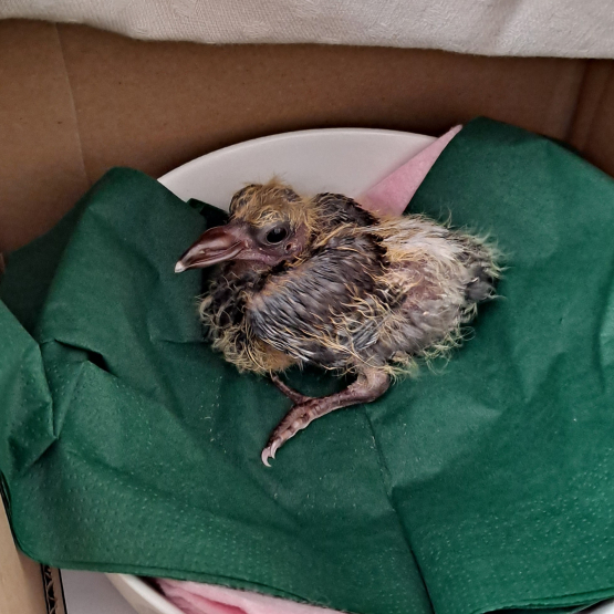 Image pour l'annonce Donne bébé pigeon élevé au biberon