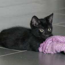 Image pour l'annonce donne chaton