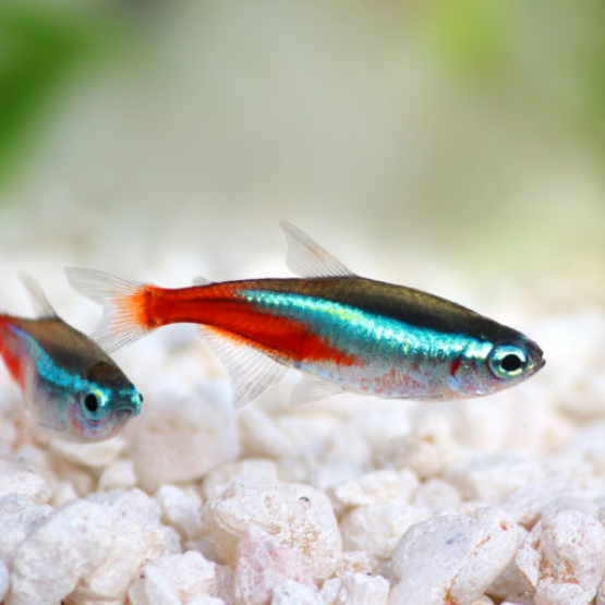 Image pour l'annonce donne poisson tropicaux, neon bleu, gourami, nez rouge, veuve noire