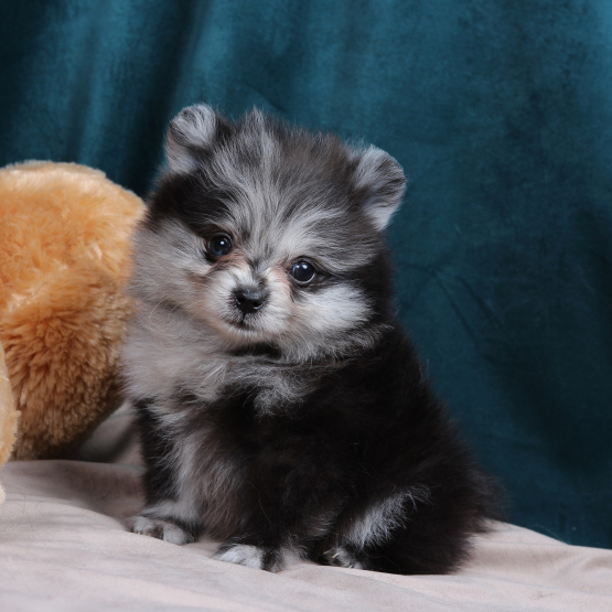 Image pour l'annonce SPITZ NAIN POMERANIAN FILLE BLEU MERLE