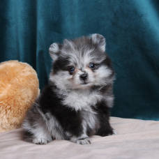 Image pour l'annonce SPITZ NAIN POMERANIAN FILLE BLEU MERLE