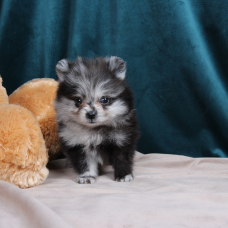 Image pour l'annonce SPITZ NAIN POMERANIAN FILLE BLEU MERLE