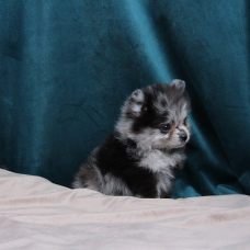 Image pour l'annonce SPITZ NAIN POMERANIAN FILLE BLEU MERLE