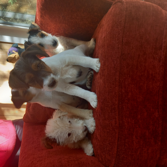 Image pour l'annonce magnifique chiots beagle et fox terrier