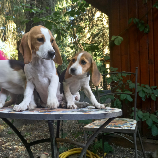 Image pour l'annonce magnifique chiots beagle et fox terrier
