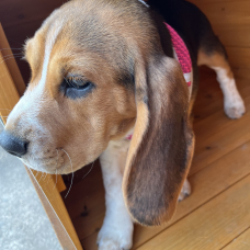 Image pour l'annonce Vends chiot beagle