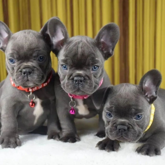 Image pour l'annonce Chiots bouledogue français à vendre