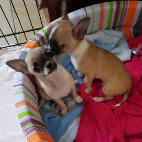 Image pour l'annonce Don de bébés chihuahua de parents LOF